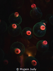 closeup anemone by Mujein Judy 